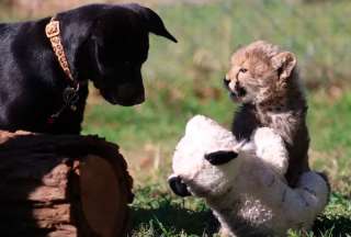 Rozi y Ziggy comparten juegos y paseos en el zoológico.