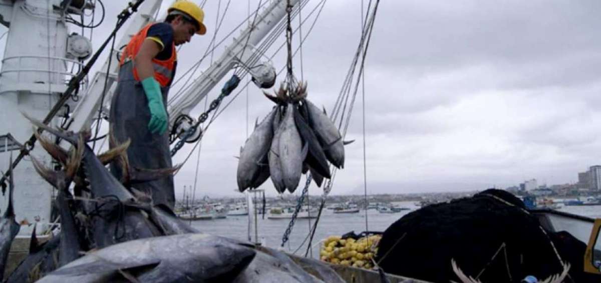 FAO: Chile, Ecuador y Per&uacute; podr&iacute;an ver menor productividad en pesca por impacto del cambio clim&aacute;tico