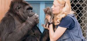 Muri&oacute; Koko, la famosa gorila capaz de comunicarse en lenguaje de signos