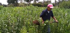 &rarr;En la finca org&aacute;nica La Alegr&iacute;a se cultiva todo tipo de hortalizas y las materias primas para elaborar queso y yogurt. Sus propietarios llevan m&aacute;s de 20 a&ntilde;os en la agricultura org&aacute;nica.