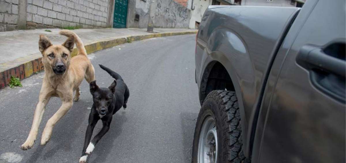 Perros callejeros, un problema que todav&iacute;a no se resuelve en Quito