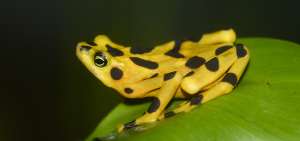 La rana dorada est&aacute; incluida en la Lista Roja de Especies Amenazadas  de la Uni&oacute;n Internacional para la Conservaci&oacute;n de la Naturaleza. 