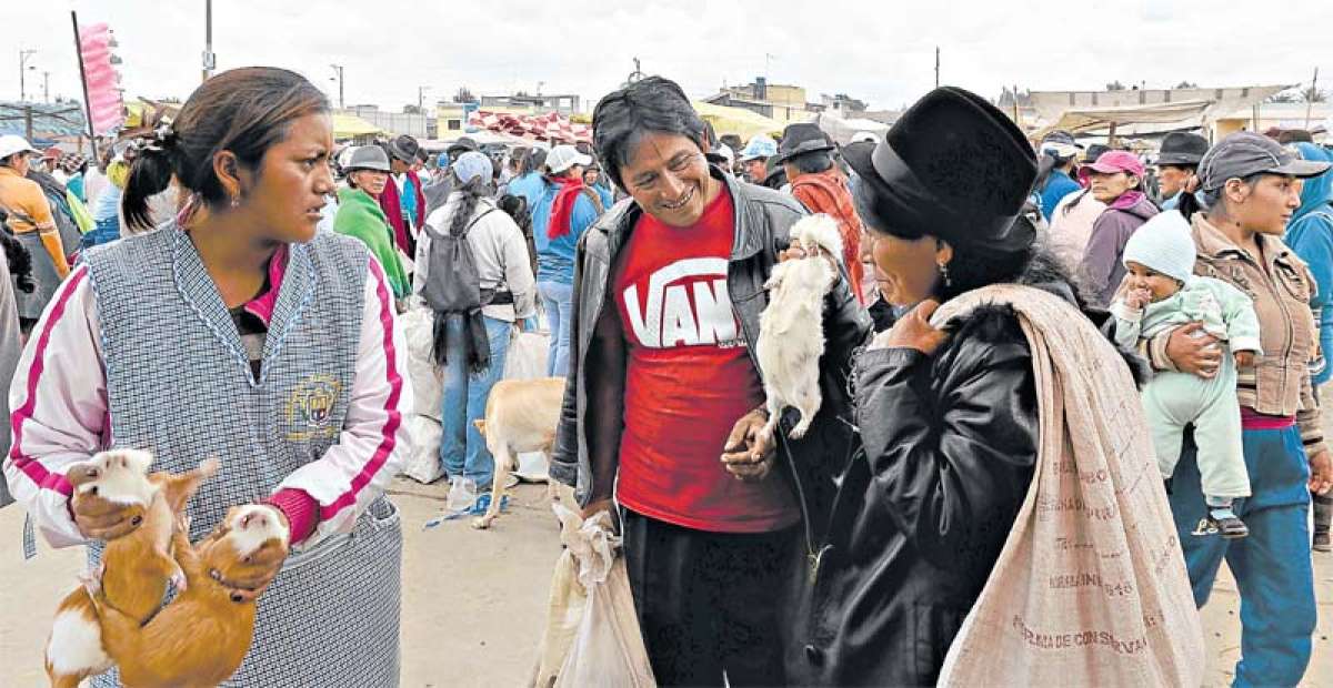 Conejos, cuyes y otros animales que provienen de criaderos familiares en las comunidades rurales de Cotopaxi y que luego se comercializan en la plaza Vicente Rocafuerte, llamada localmente como la &lsquo;plaza de gallinas&rsquo;. FOTO:ROBERTO CHAVEZ