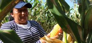Sector agropecuario recibe $ 1.500 millones en cr&eacute;ditos de BanEcuador.