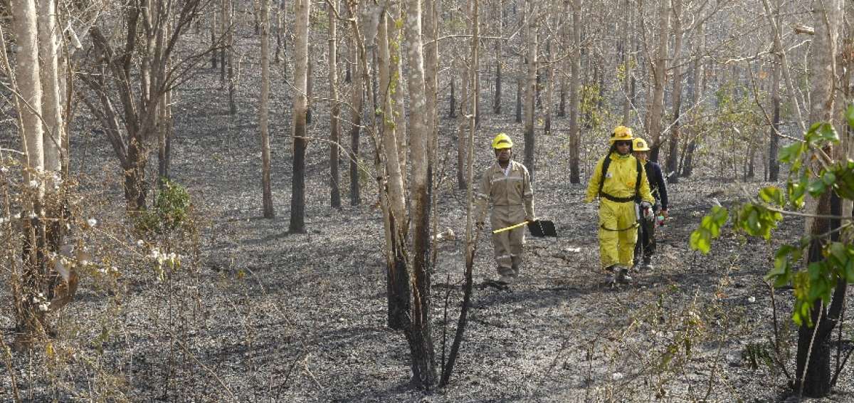 La emergencia del kil&oacute;metro 22 de la v&iacute;a a la costa fue atendida por personal de la Divisi&oacute;n Forestal de los Bomberos Guayaquil. 