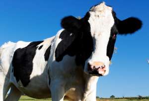 Una vaca es arrojada al fondo del Mar de China y se encontró algo inesperado.