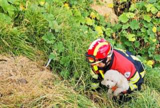 El momento en que la perrita fue rescatada por los bomberos.