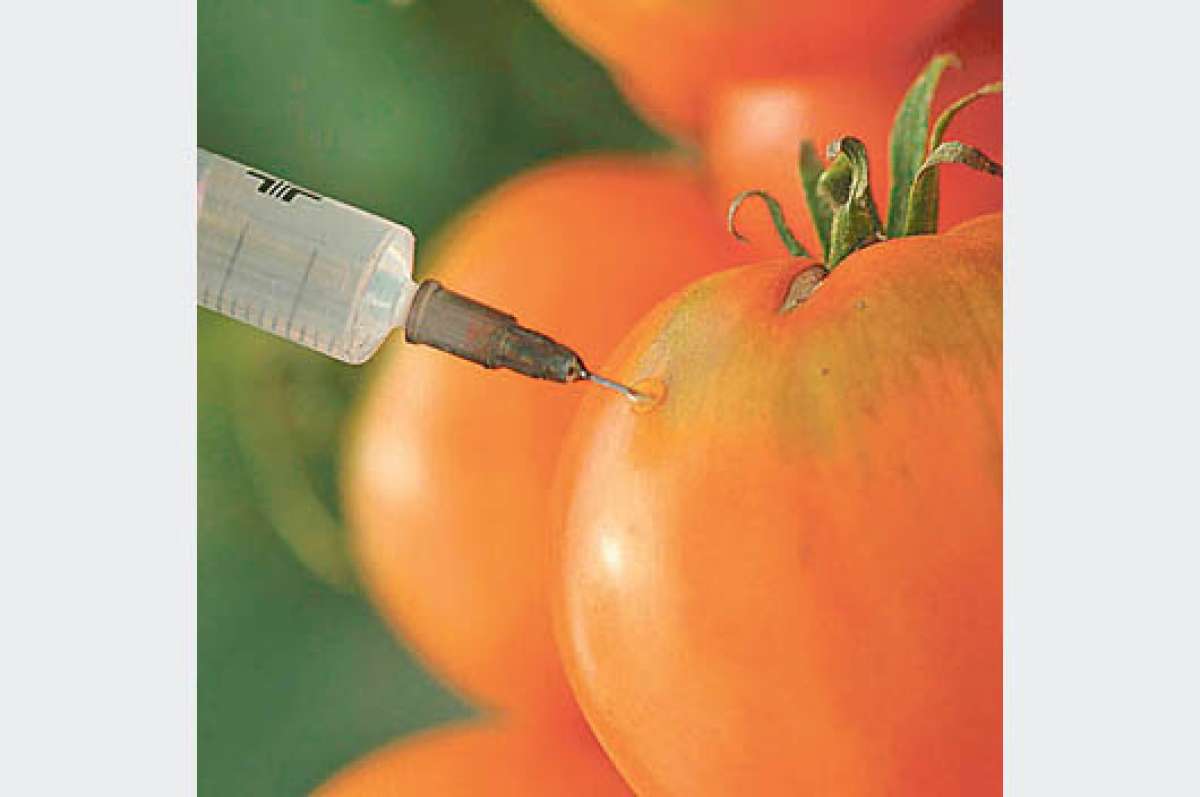 Escocia decide prohibir el cultivo de transg&eacute;nicos en su territorio 