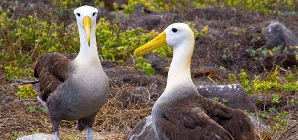 Ecuador evaluar&aacute; los nuevos  casos de especies amenazadas