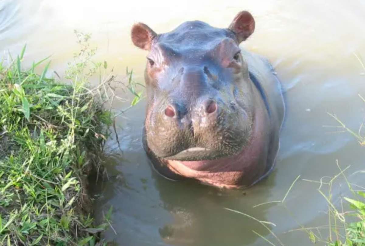 La propuesta busca evitar el sacrificio de los animales y ofrecer una soluci&oacute;n fuera de Colombia.