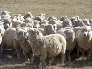 Ecuador importar&aacute; desde Chile 2000 ovinos para zonas de la sierra centro