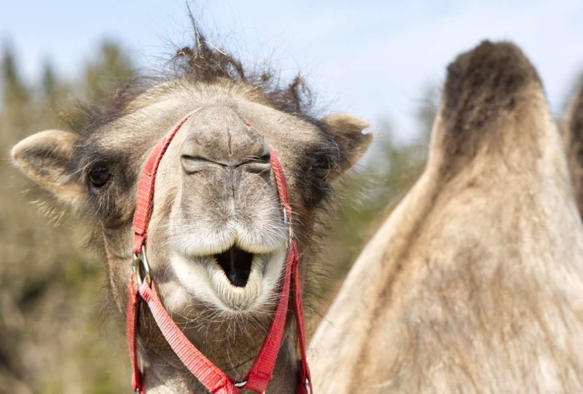 Expertos sanitarios alertan sobre una posible expansión de la 'gripe de los camellos'