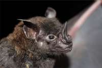 Descubren tres nuevos tipos de coronavirus en el organismo de murciélagos de Laos