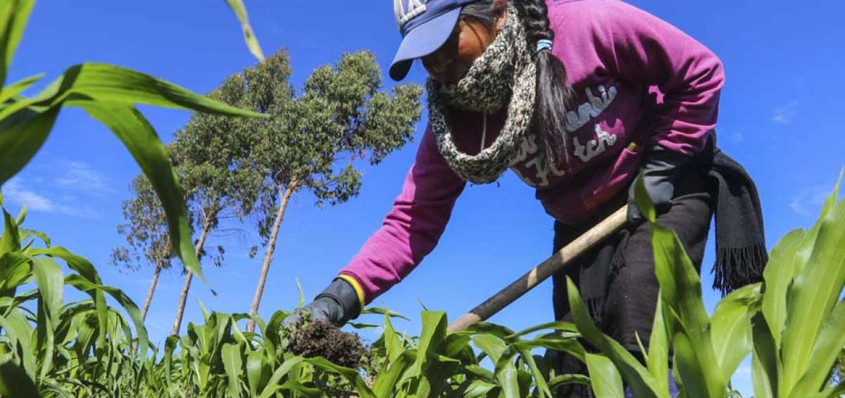 Cr&eacute;ditos de hasta $ 10.000 entrega BanEcuador a las mujeres del &aacute;rea rural, que buscan un capital para mejorar su producci&oacute;n agropecuaria.   