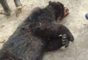 Denuncia ciudadana activa investigación por fallecimiento de oso de anteojos