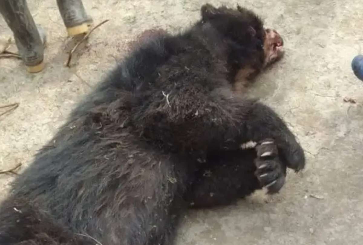 Denuncia ciudadana activa investigación por fallecimiento de oso de anteojos