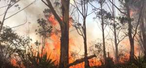 Incendios forestales afectan m&aacute;s de 13.000 hect&aacute;reas en Ecuador
