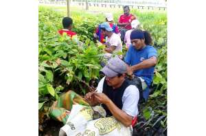 Los agricultores orenses participaron en las podas acordadas con el Magap.