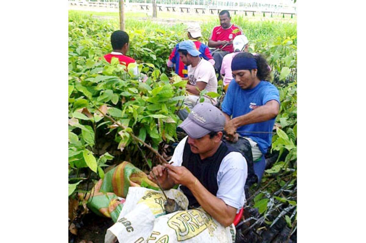 Los agricultores orenses participaron en las podas acordadas con el Magap.