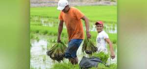 De acuerdo con el Espac 2017, la provincia del Guayas concentra la mayor producci&oacute;n de arroz con el 71,44% del total nacional.