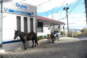 El caballo permanece en la UPC de la Bas&iacute;lica. Foto: Carina Acosta/ EL TEL&Eacute;GRAFO