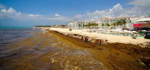 Las algas marinas est&aacute;n llegando en gran cantidad a diferentes playas del Oc&eacute;ano Atl&aacute;ntico, causando preocupaci&oacute;n debido a su afectaci&oacute;n al turismo.