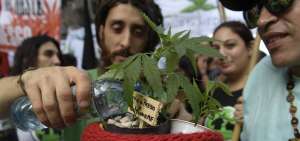 Un hombre riega con agua una planta durante la marcha efectuada en Buenos Aires. Pacientes piden el cultivo para tratar sus dolencias. 