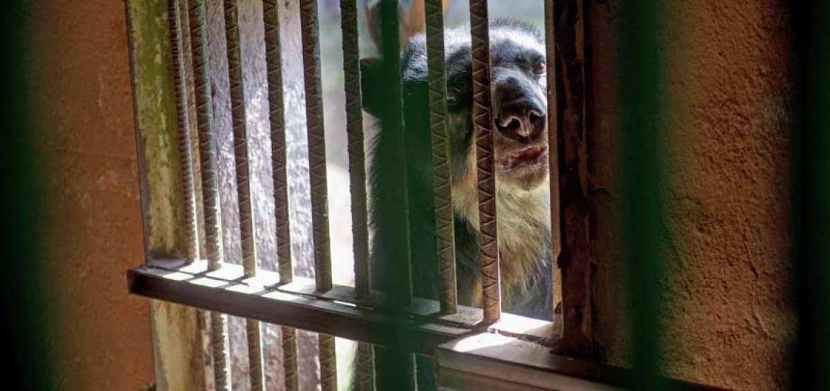 Los osos andinos (de anteojos) junto con los leones est&aacute;n entre las especies m&aacute;s populares del Zool&oacute;gico de Quito.
