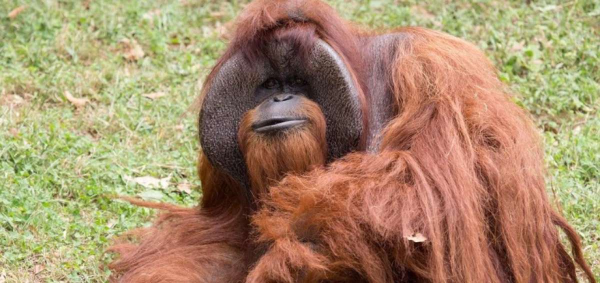 Muri&oacute; Chantek, uno de los primeros simios en aprender lengua de signos