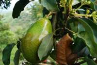 Ecuador podrá exportar aguacate a los Estados Unidos