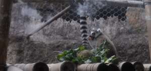 El lemur es una de las 1.000 especies que habitan en el &ldquo;zoo&rdquo; El Pantanal, de Guayaquil. Su dieta est&aacute; basada en coliflor, zanahoria y otros vegetales.