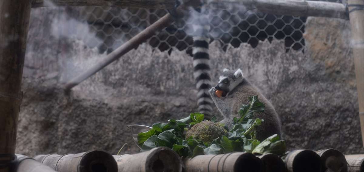 El lemur es una de las 1.000 especies que habitan en el &ldquo;zoo&rdquo; El Pantanal, de Guayaquil. Su dieta est&aacute; basada en coliflor, zanahoria y otros vegetales.
