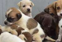 Cerca de 30 perritos rescatados en la Penitenciaría del Litoral están listos para recibir amor. 