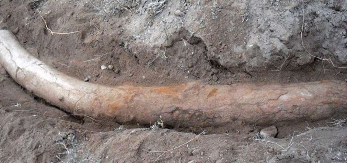 El colmillo, hallado en la provincia paquistan&iacute; de Punyab (centro), podr&iacute;a aportar nuevos elementos sobre la evoluci&oacute;n del mam&iacute;fero desaparecido.