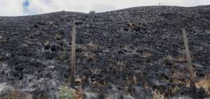 El incendio afect&oacute; un n&uacute;mero a&uacute;n no determinado de hect&aacute;reas de esa parte del p&aacute;ramo.  
