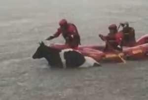 Los bomberos acudieron al rescate de una vaca en Guangopolo