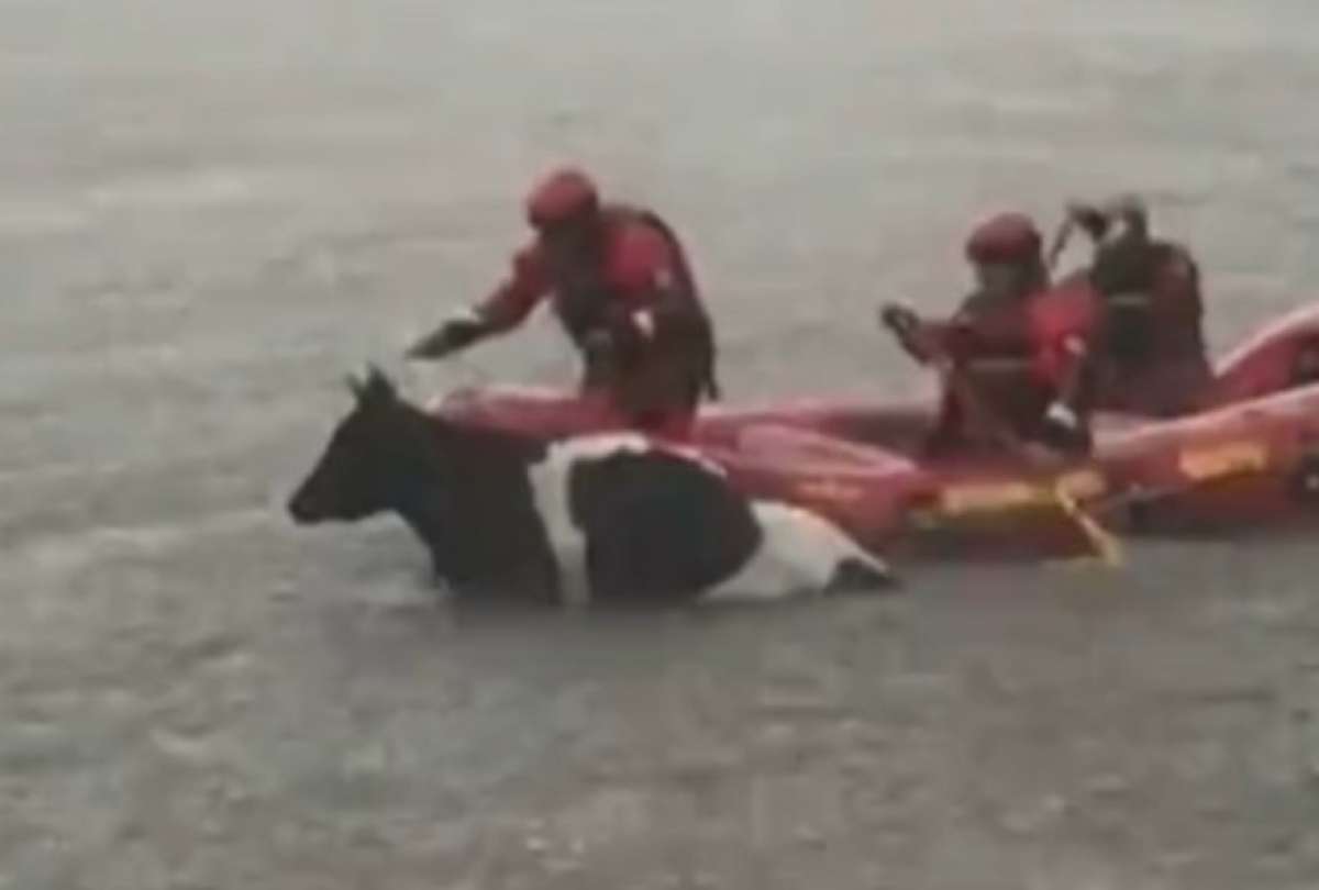Los bomberos acudieron al rescate de una vaca