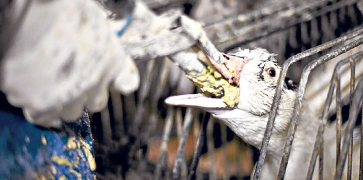 Los patos son obligados a ingerir varias veces al d&iacute;a comida a trav&eacute;s de tubos met&aacute;licos. Foto: Tomada de Igualdad Animal