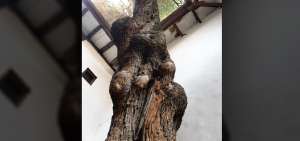 El &aacute;rbol de olivo tiene m&aacute;s de 300 a&ntilde;os y est&aacute; ubicado al interior del Sal&oacute;n del Pueblo. Se cree que fue sembrado por las monjas Carmelitas Descalzas.