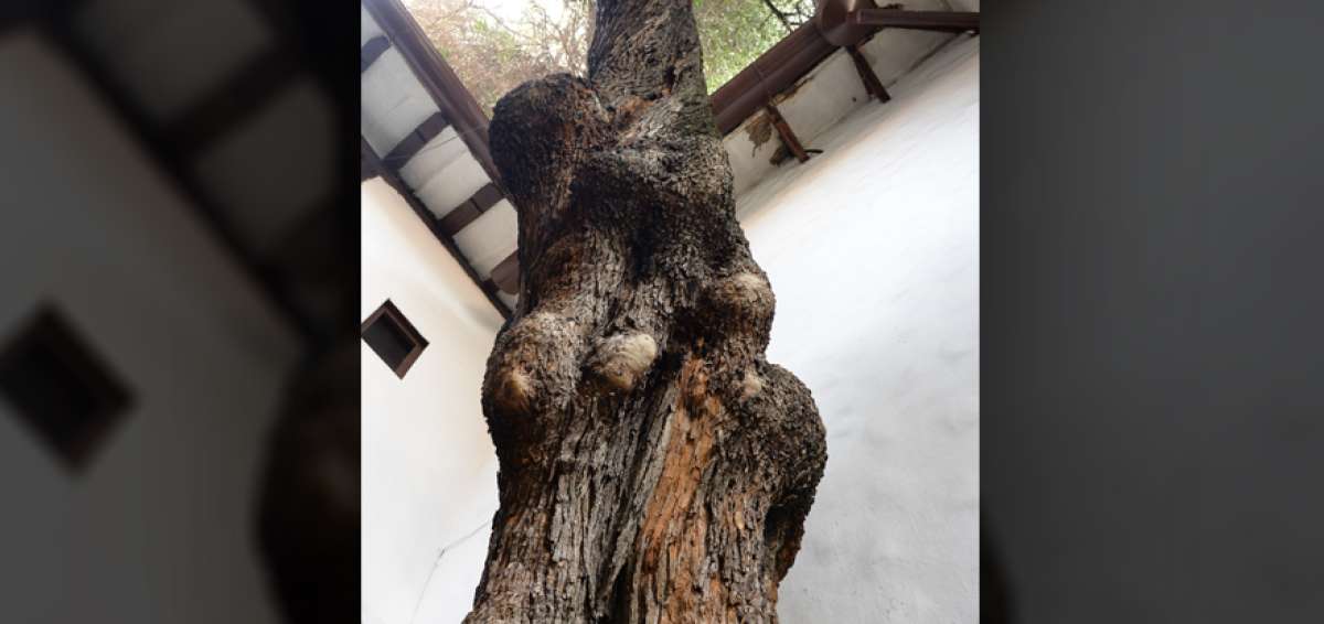 El &aacute;rbol de olivo tiene m&aacute;s de 300 a&ntilde;os y est&aacute; ubicado al interior del Sal&oacute;n del Pueblo. Se cree que fue sembrado por las monjas Carmelitas Descalzas.