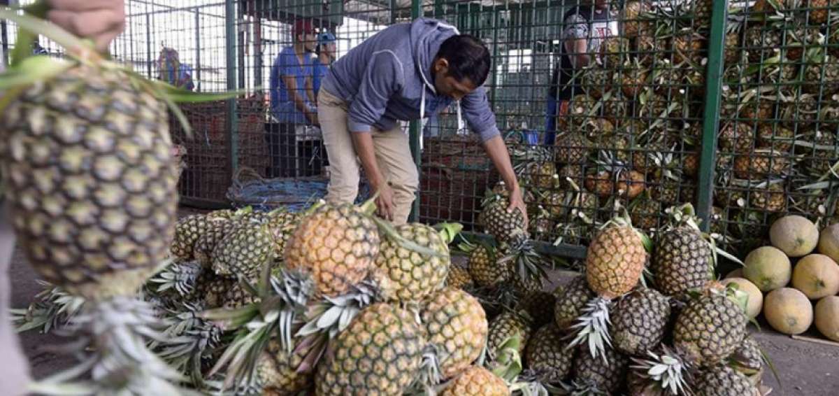 La pi&ntilde;a, pitahaya, aguacate y pl&aacute;tano; productos claves en la exportaci&oacute;n de Ecuador.