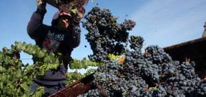 Espa&ntilde;a es uno de los mayores productores y exportadores de vino en el mundo.
