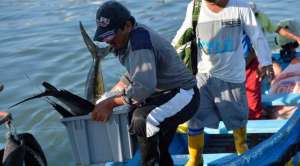 Pescadores  de zonas como Manta sostienen que el calentamiento de las aguas ahuyenta las especies como por ejemplo el at&uacute;n y lo han palpado. Asimismo, la pesca se aleja cada vez m&aacute;s de las orillas.