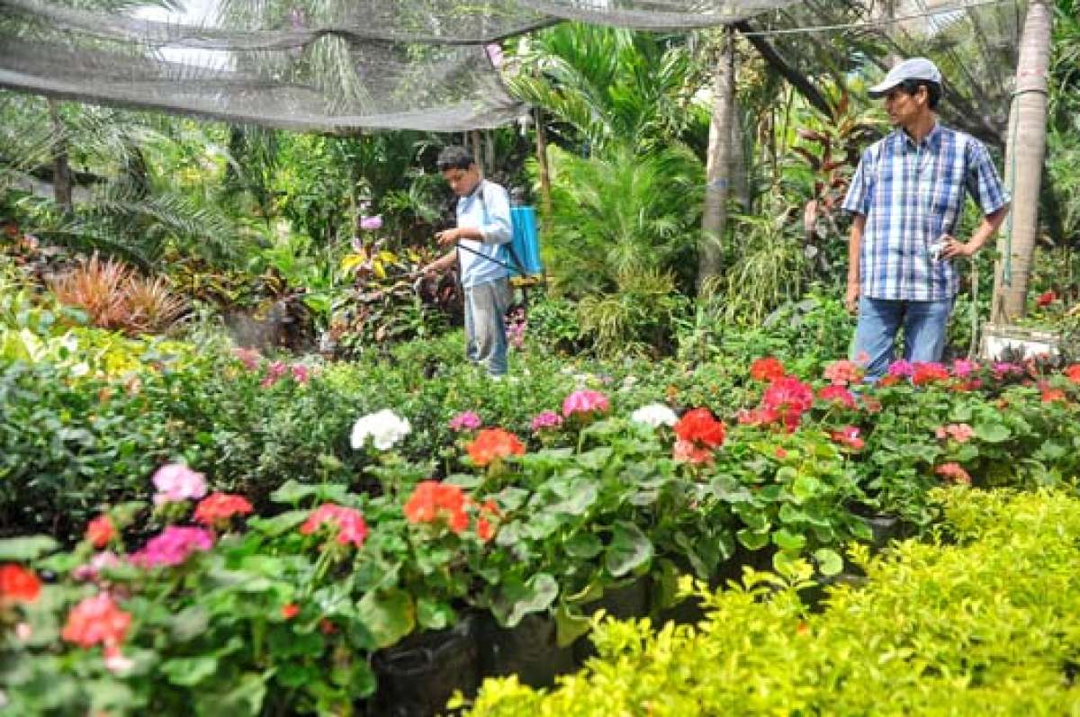En el vivero Mi jard&iacute;n le dancuidado diario a las plantas. Las m&aacute;s delicadas son ubicadas en la sombra para que los rayos solares no les caigan directo. Foto: Rodolfo P&aacute;rraga / El Tel&eacute;grafo.