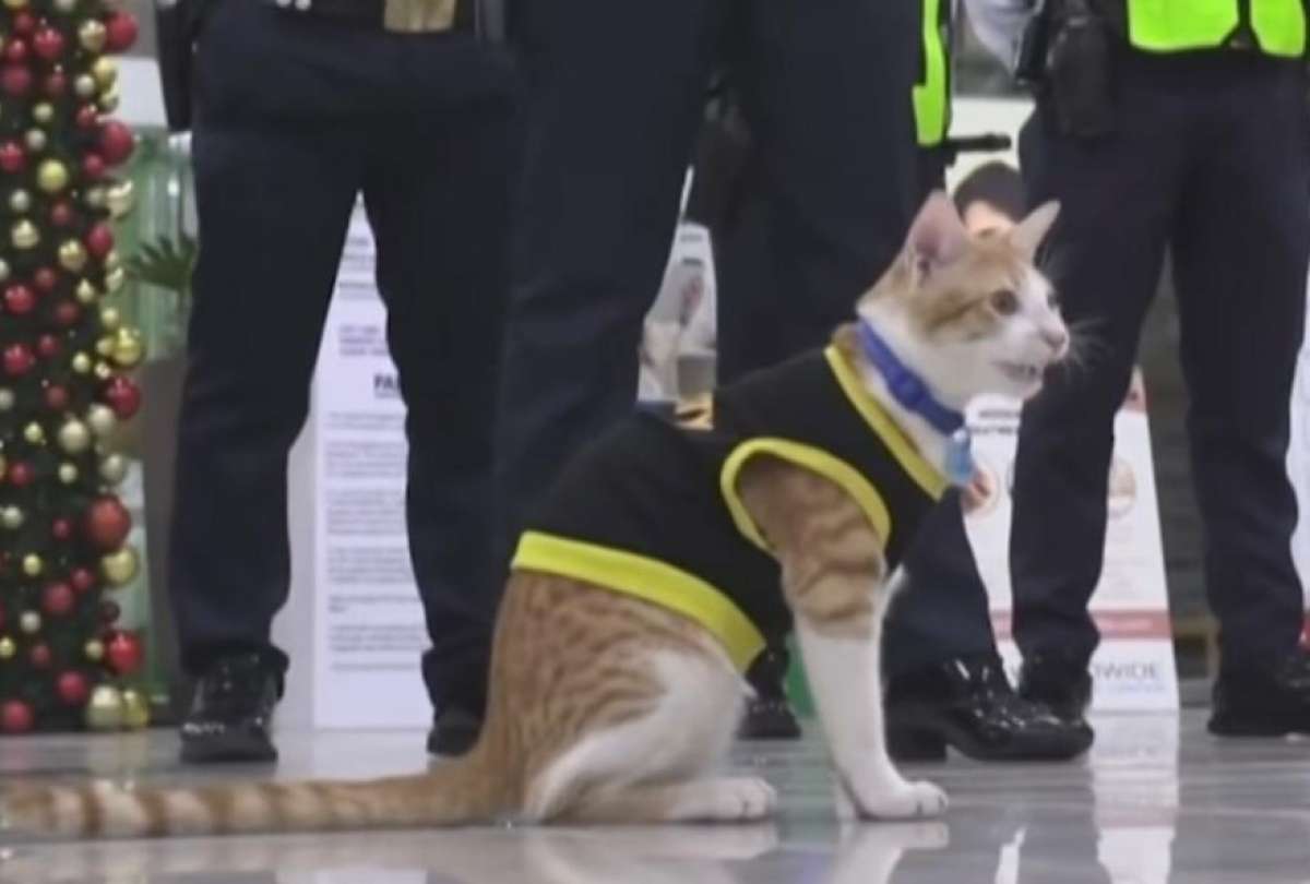Un gato forma parte del grupo de guardias de  seguridad de un centro comercial. 