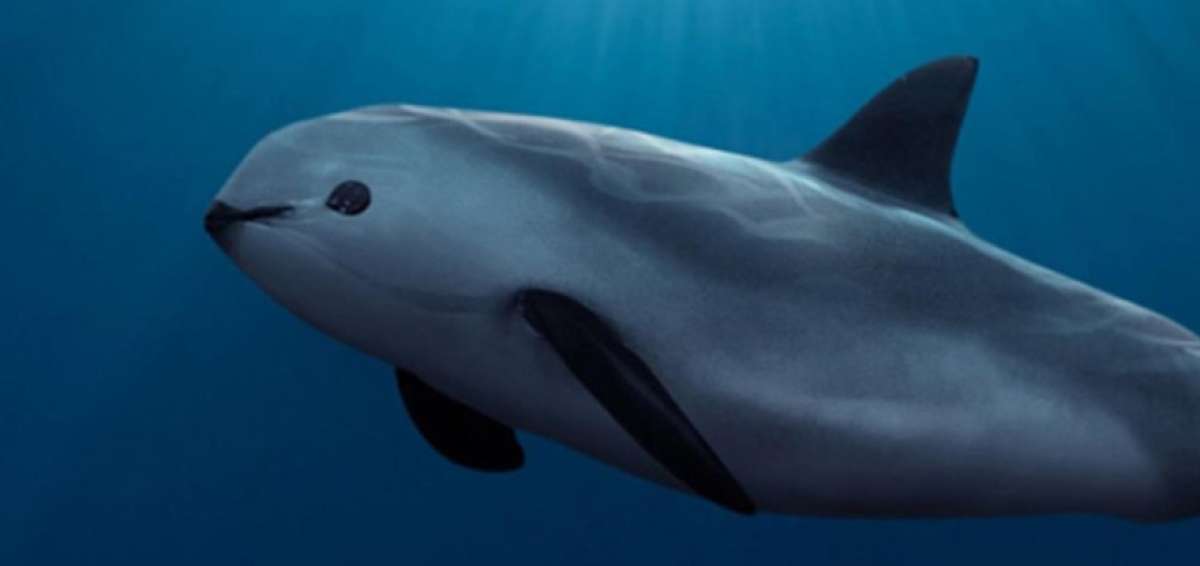 Cuatro vaquitas marinas murieron