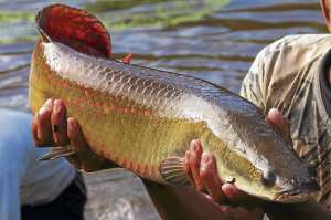 El paiche se destaca por su alto contenido de Omega 3,6 y 9, por no tener colesterol y por poseer un alto contenido de &aacute;cidos grasos DHA y EPA. Foto: Cortes&iacute;a