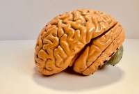 Las consecuencias del covid-19 grave en el cerebro de los pacientes