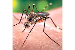 M&eacute;dicos se preparan contra el Zika