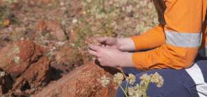 Los estromatolitos de Pilbara est&aacute;n legalmente protegidos. Es necesario contar con permisos para tomar muestras, porque su valor cient&iacute;fico es incalculable.